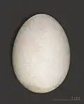 Œuf d'Océanite cendré (coll.MHNT)