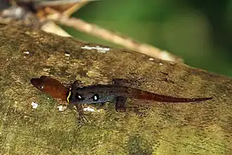 Description de l'image Ocellated gecko (Gonatodes ocellatus) male LTo.JPG.
