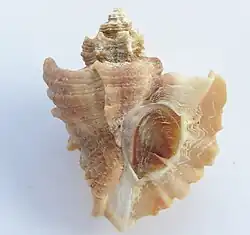 Ocenebra japonica