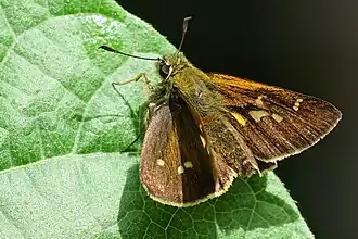 Ochlodes bouddha