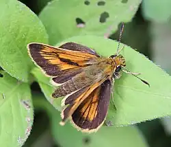 Ochlodes ochracea