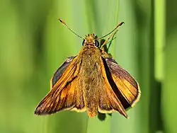 Ochlodes sylvanus