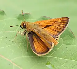 Ochlodes venata