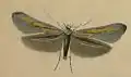 Imago.