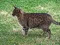 Brown tabby