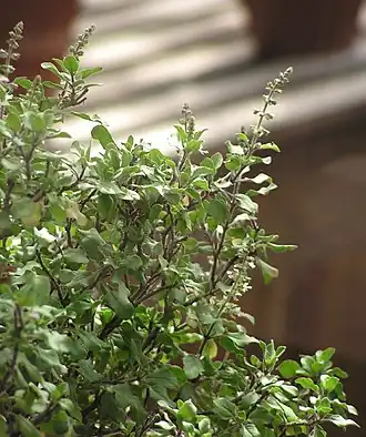 Description de l'image Ocimum tenuiflorum2.jpg.