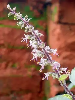 Fleurs