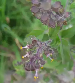 Inflorescences