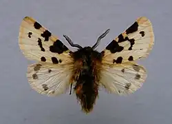 Ocnogyne ibérique(Ocnogyna zoraida)