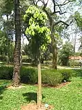 Ocotea pretiosa (es)