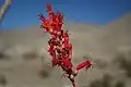 Fleurs d'ocotillo du Anza-Borrego Desert State Park
