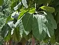 Détails des feuilles.