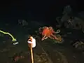 Une pieuvre près du sommet ouest du volcan.