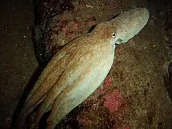 Octopus vulgaris (Poulpe commun) (Croatie)