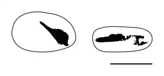 Description de l'image Oculudentavis remains.png.