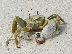 Ocypode ceratophthalmus