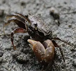 Crabe sur la plage