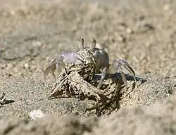 Ocypode pallidula