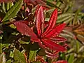 Berberis julianae (mai 2018)