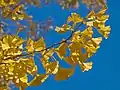 Gingko biloba (mai 2018)