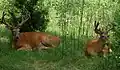 Cerfs de Virginie