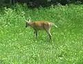 Cerf de Virginie