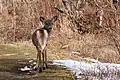 Cerf de Virginie sur le sentier de la Falaise
