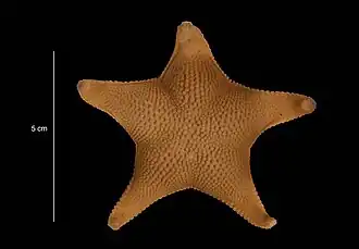Odontaster meridionalis (USNM)
