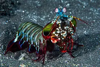 Une crevette-mante, Odontodactylus scyllarus (stomatopoda).