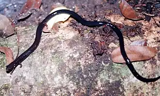 Description de l'image Oedipina taylori.jpg.