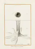 Dessin en noir et blanc, l'œil regarde l'observateur et surplombe les muscles, en contrebas.