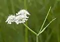 Inflorescence.