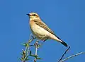 ♀ (Aïn Smara, Algérie)