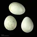 Oeufs de Oenanthe hispanica melanoleuca - Muséum de Toulouse