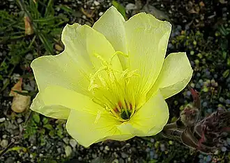 Oenothera odorata - 06h00 à 12h00 A.M.