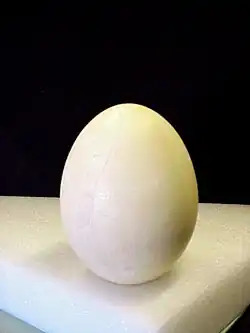 Œuf d’æpyornis maximus.