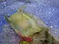 œuf de raie bouclée dans la nurserie de Mareis
