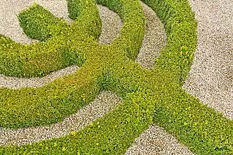 Menorah végétale, « Jardin biblique » de Proszowice, Pologne.