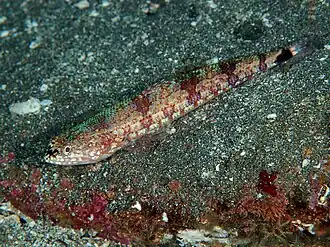Synodus jaculum