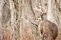 Cerf