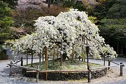 Sengan-zakura.