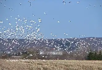 Alte d'une volée d'oies blanches, dans un champ