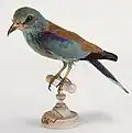 Rollier d'Europe, oiseau local semurois, musée de Semur-en-Auxois.