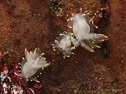Okenia luna