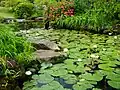 Etang et lotus