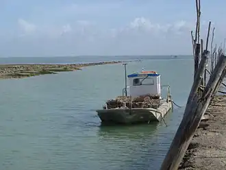 « Plate » ostréicole typique de celles circulant dans tout le bassin de Marennes-Oléron.