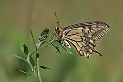 Un grand papillon crème foncé posé sur un brin d'herbe.