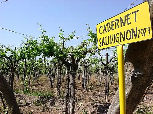 Cabernet Sauvignon mené en hautain (Argentine) 1973.