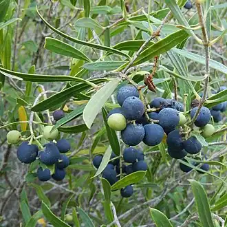 Description de l'image Olea exasperata 49866459.jpg.