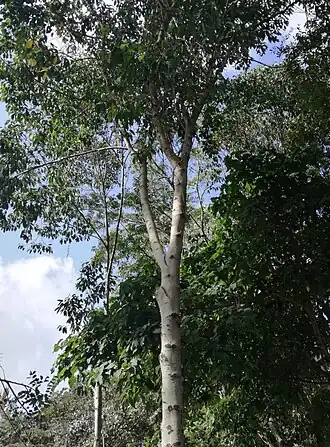 Description de l'image Olea welwitschii - Arusha gardens 2.jpg.